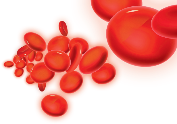 Red Blood Cells Illustration PNG