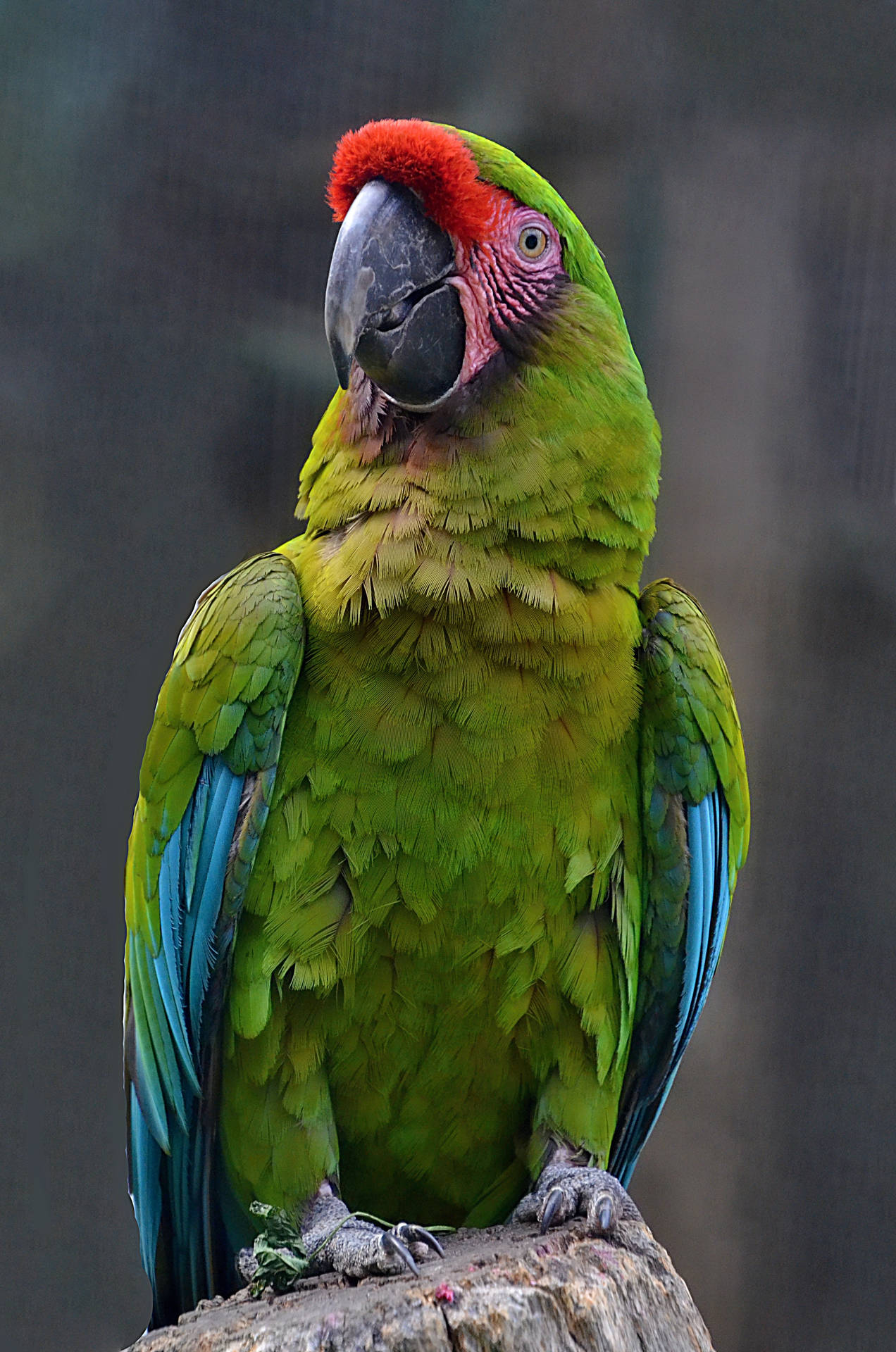 Roter,blauer Und Grüner Papagei In Hd Wallpaper