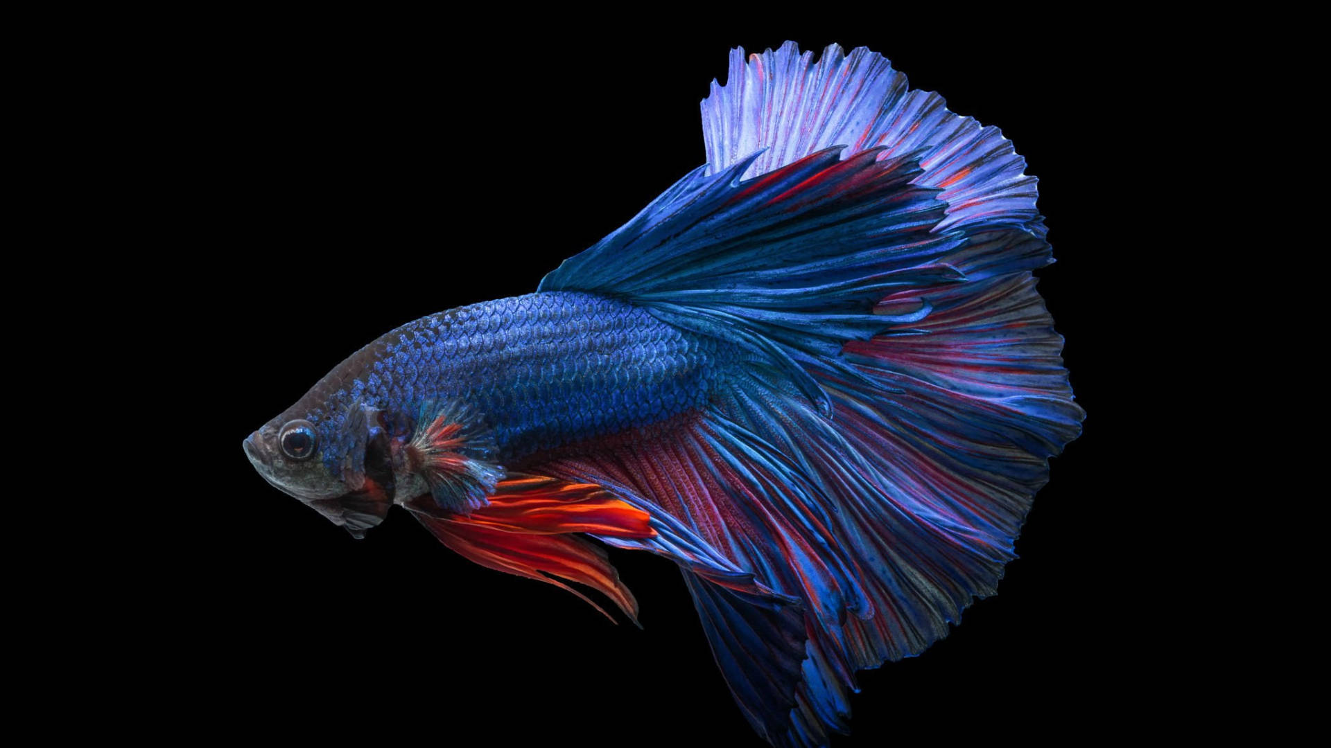 Red Blue Tropical Fish Wallpaper