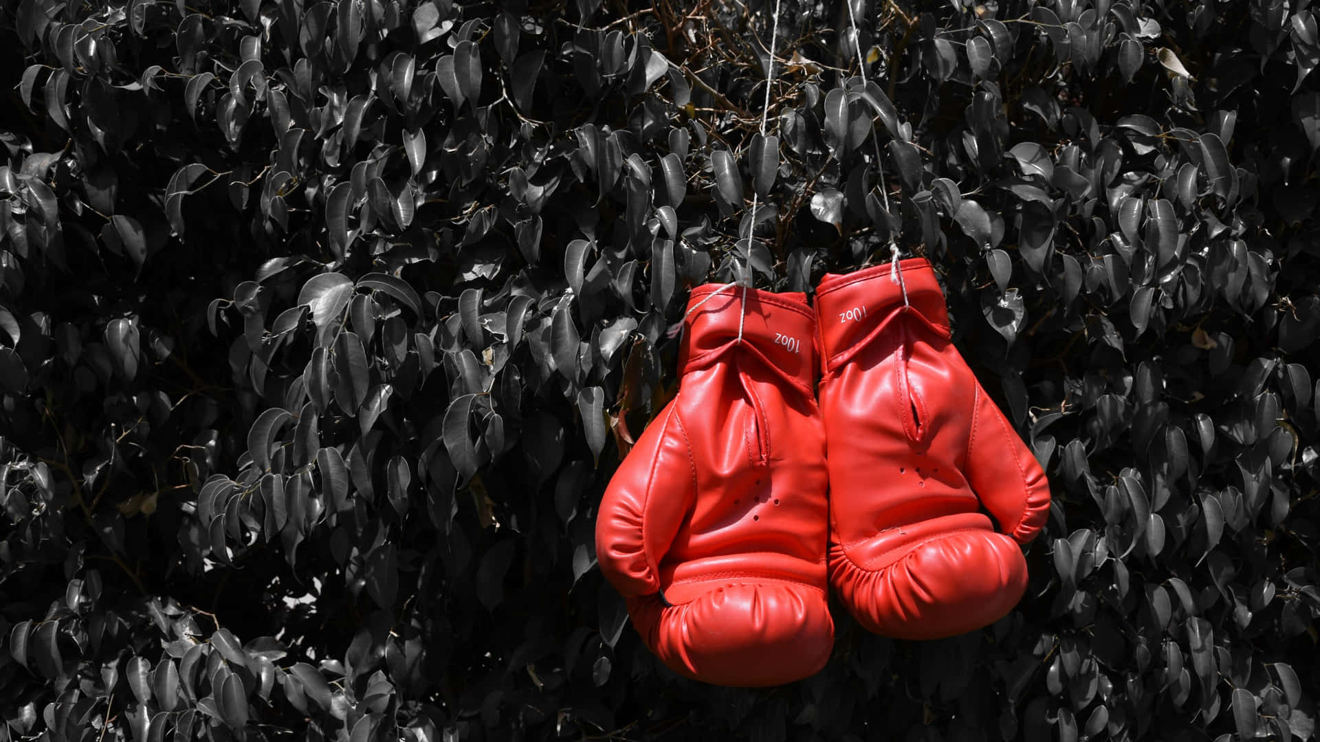 Red Boxing Gloves Hangingon Leafy Background Wallpaper