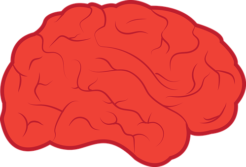 Red Brain Illustration PNG