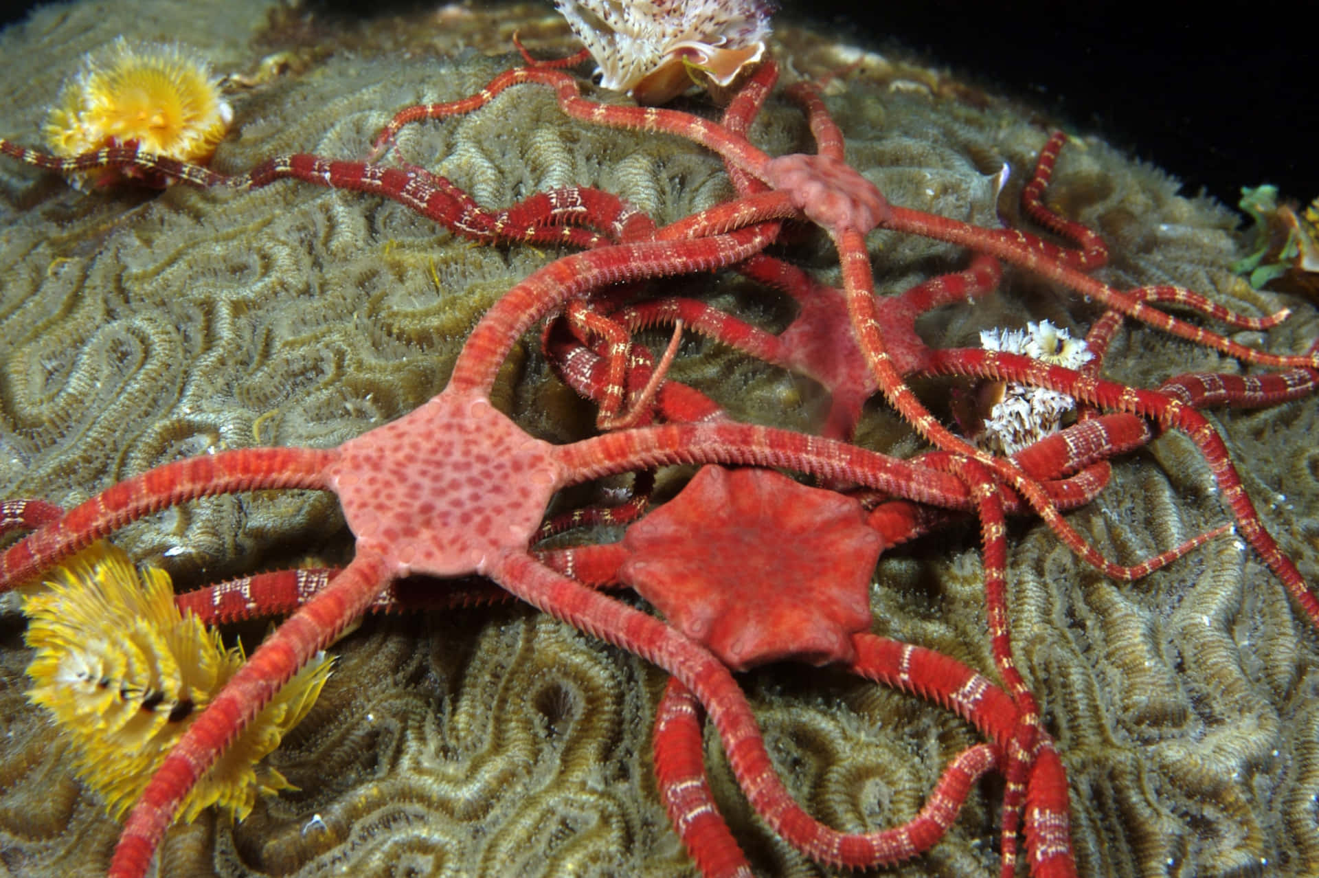 Red Brittle Staron Coral Wallpaper