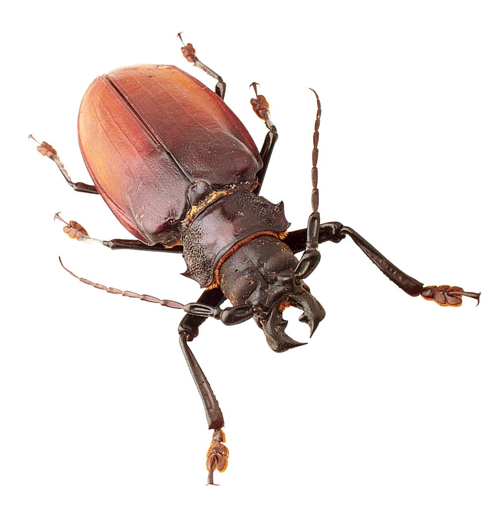 Red Brown Beetle Isolated Background PNG