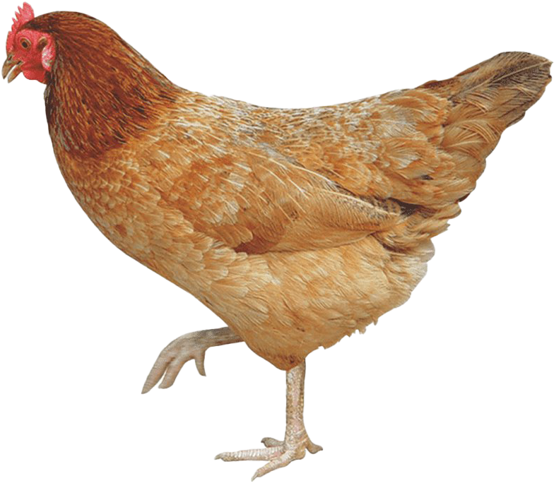 Red Brown Hen Standing Transparent Background.png PNG