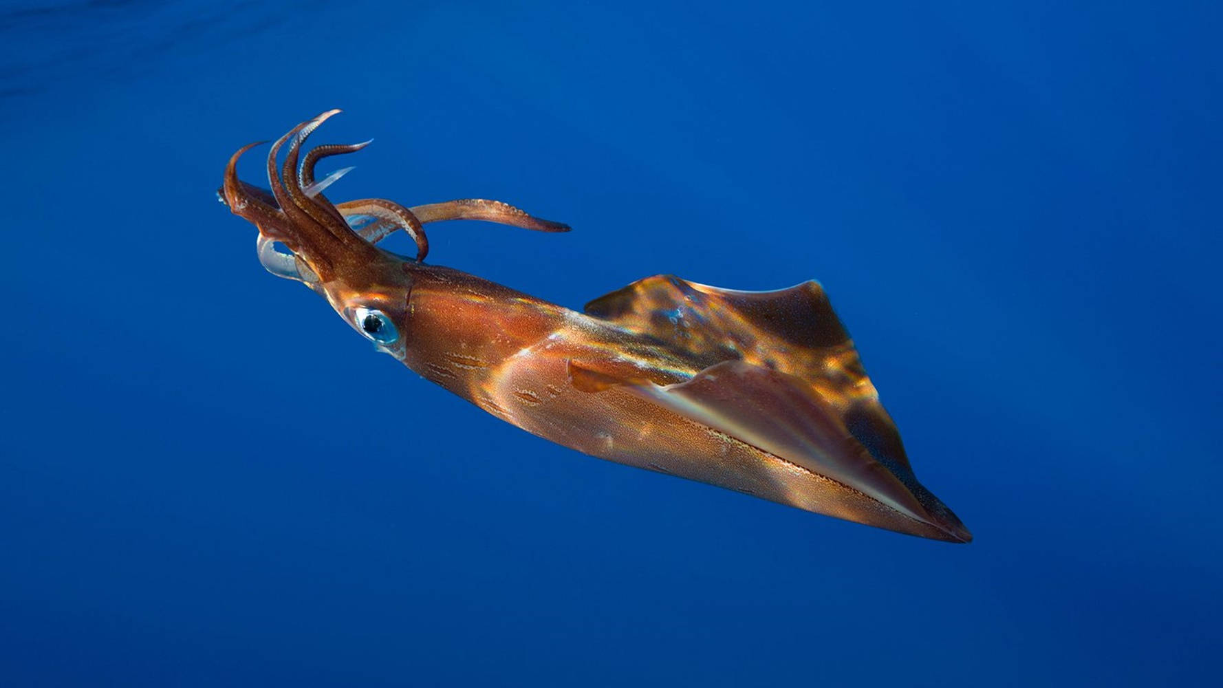 Red Brown Squid Wallpaper