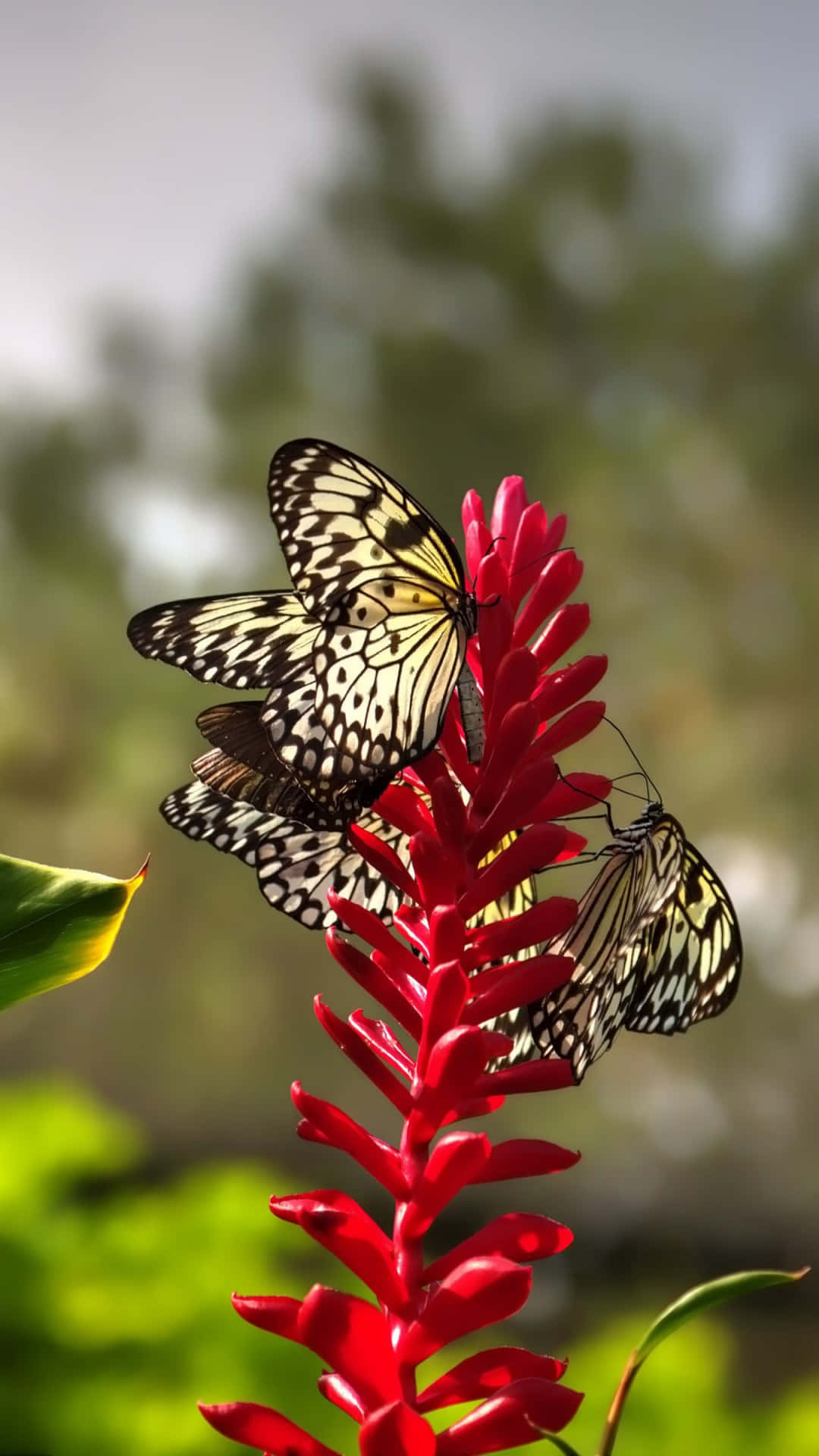 Einwunderschöner Roter Schmetterling Fliegt Am Himmel. Wallpaper