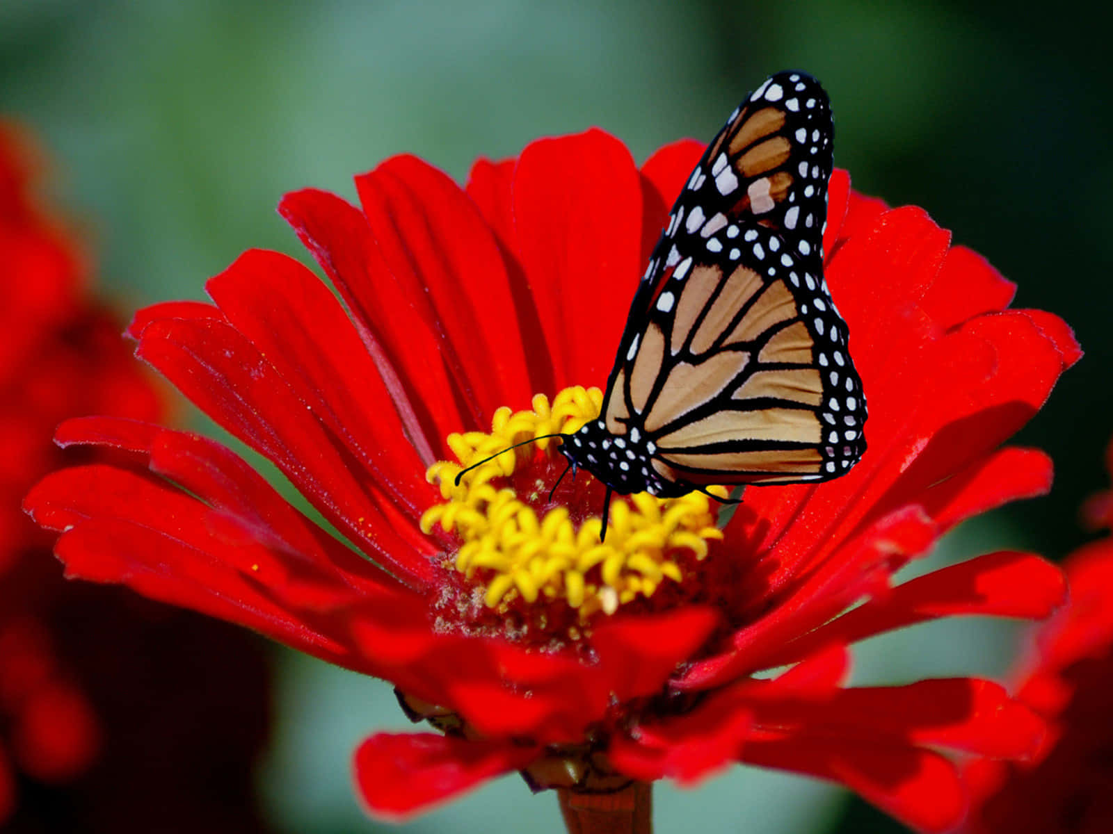 Unavibrante Mariposa Roja Se Posa Tranquilamente En Una Rama. Fondo de pantalla