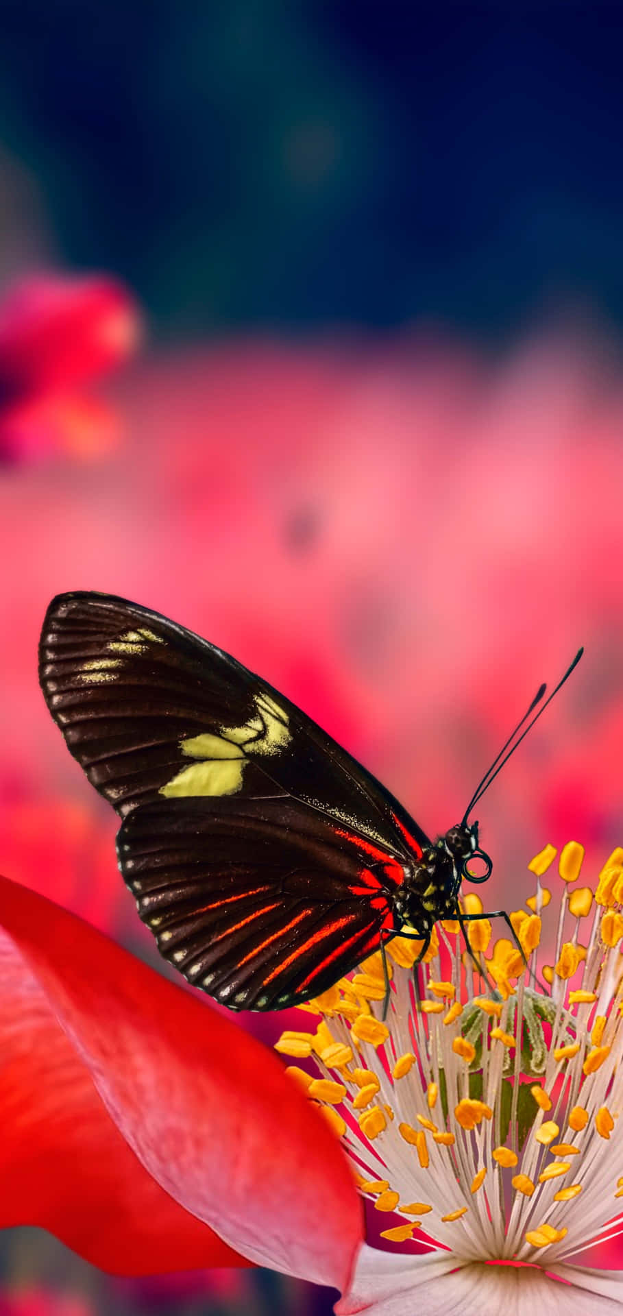 Red Butterfly Touching Yellow Wallpaper