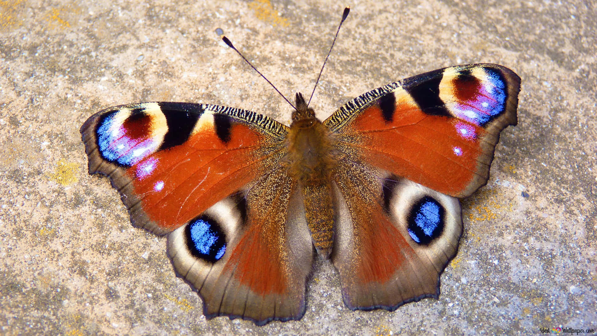Unasplendida Farfalla Rossa Che Mostra I Suoi Colori Vibranti. Sfondo