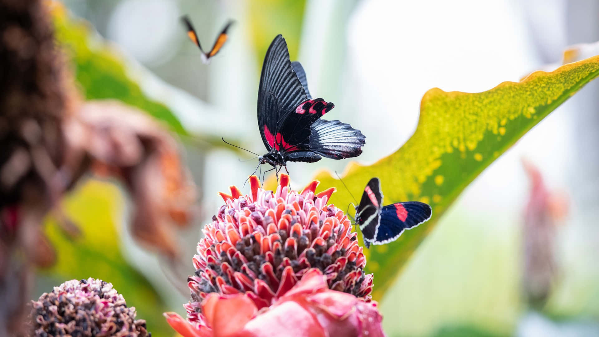 Unahermosa Mariposa Roja Emprende Vuelo En Un Campo Vibrante. Fondo de pantalla