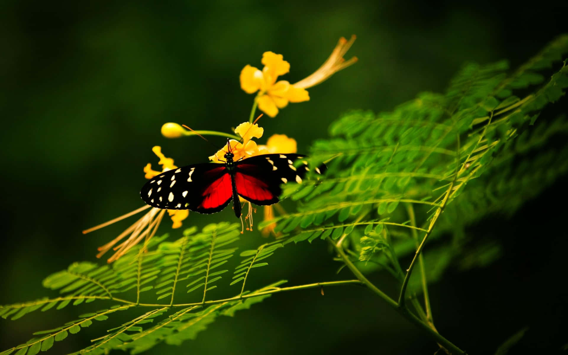 En rød sommerfugl, der tager afsted Wallpaper