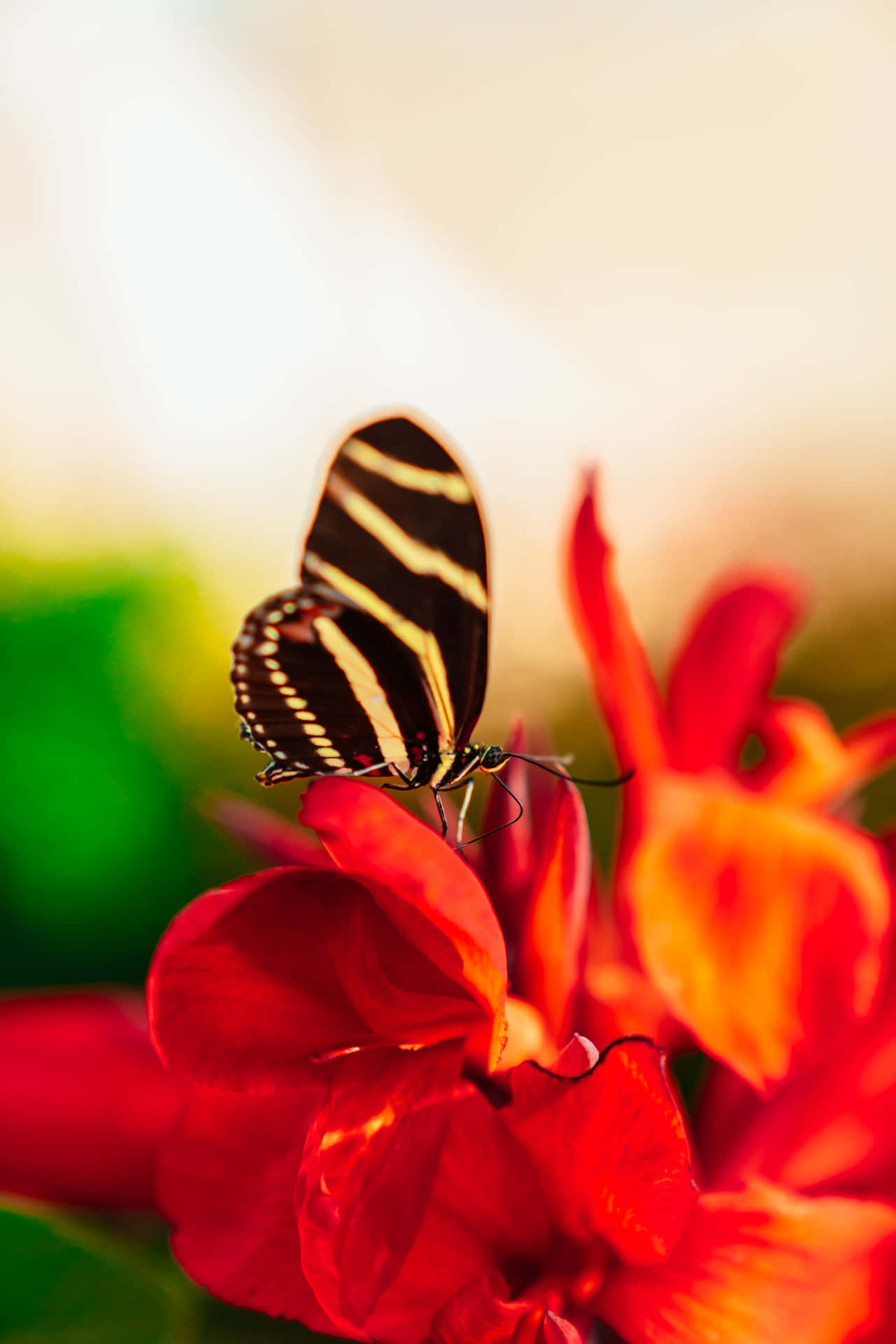 Red Butterfly With Stripes Wallpaper