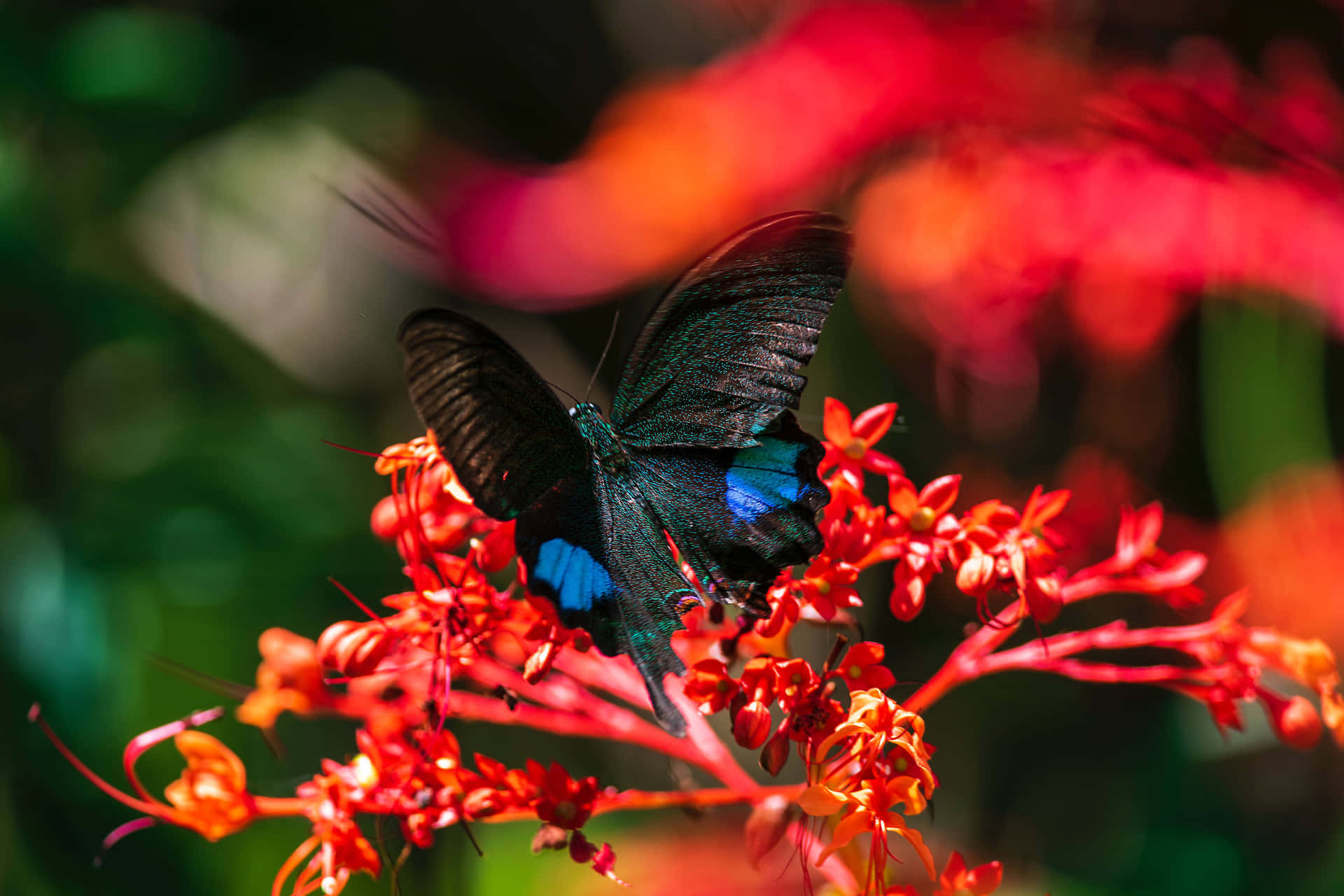 Red Butterfly With Blurred Wallpaper