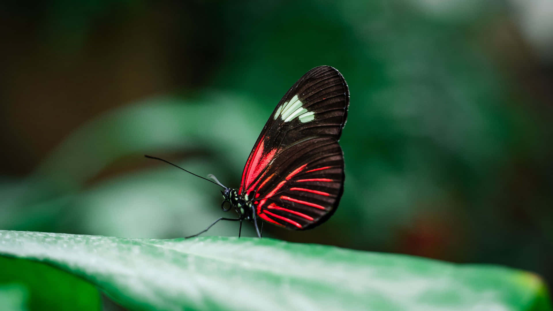 Red Butterfly Zoomed In Wallpaper