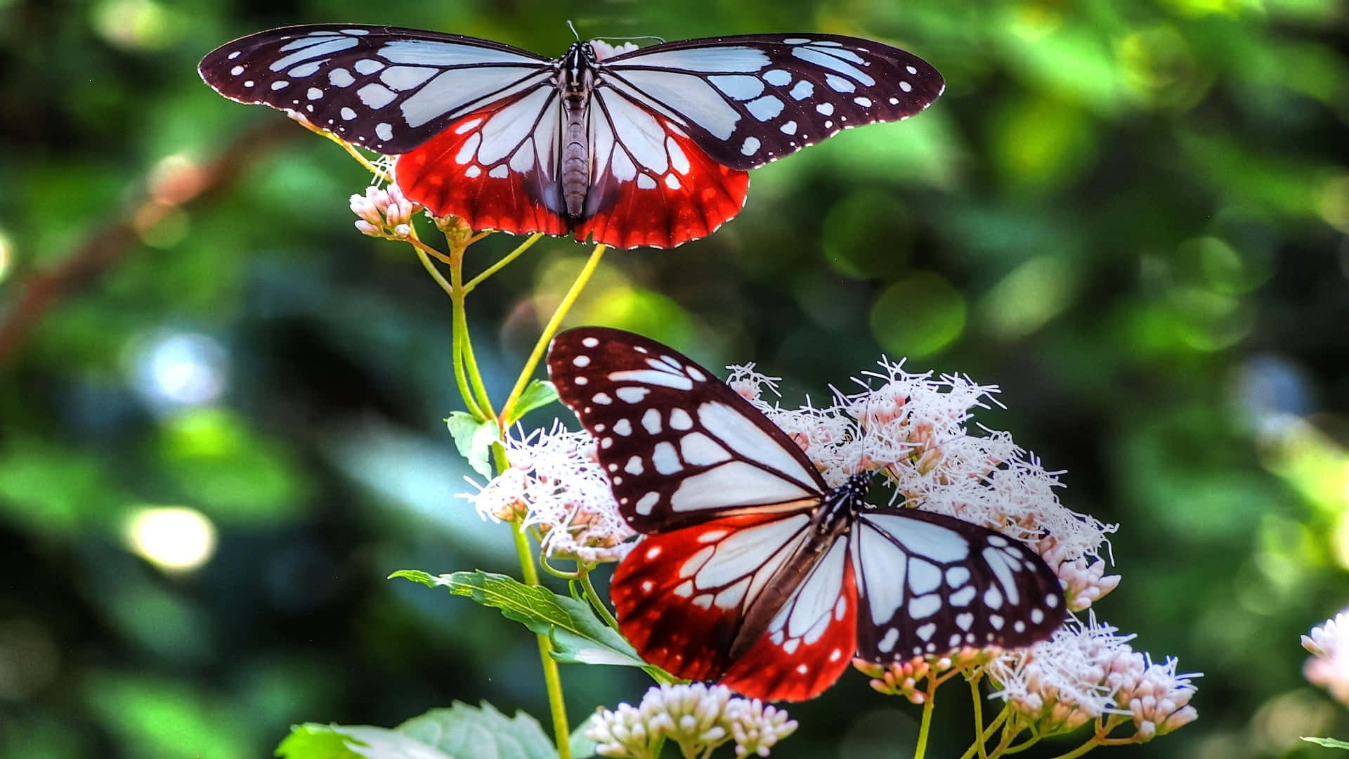 Unahermosa Mariposa Roja Fondo de pantalla
