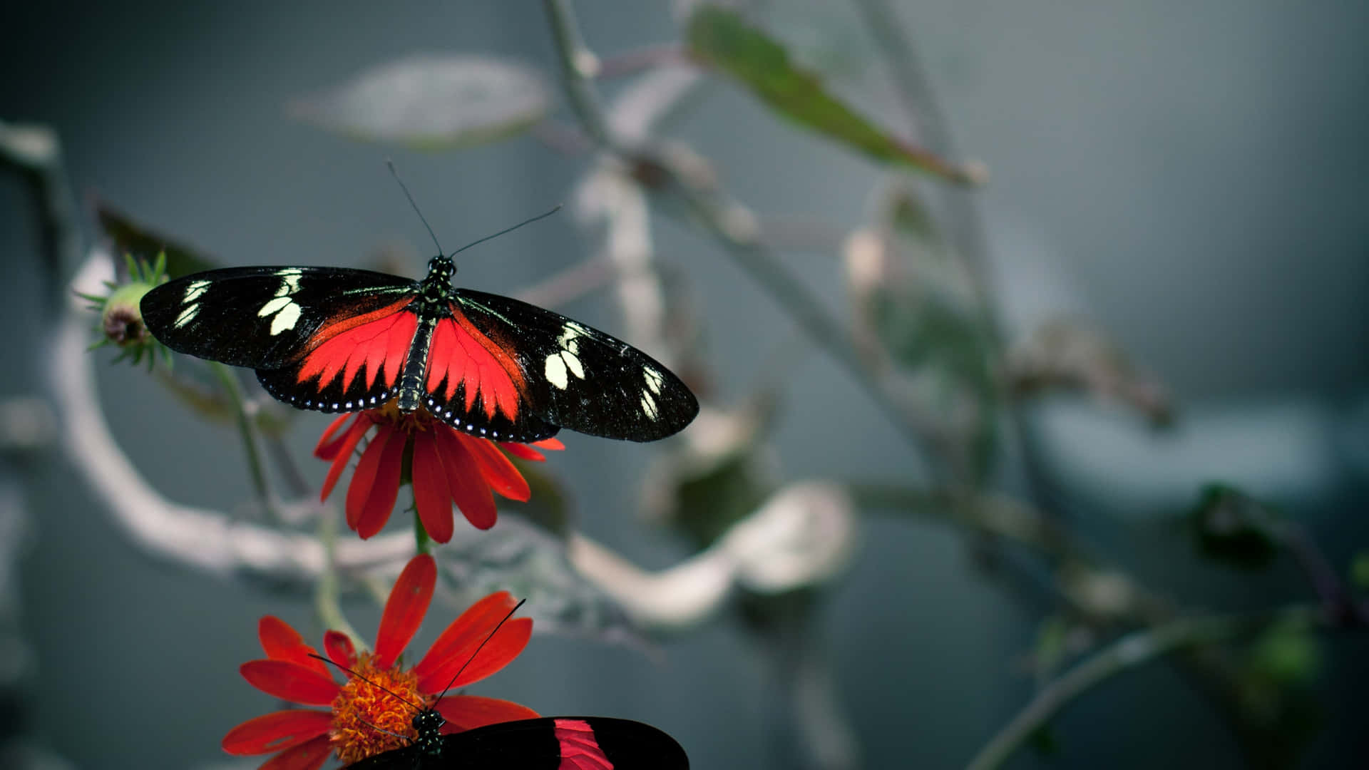 Red Butterfly On Top Wallpaper