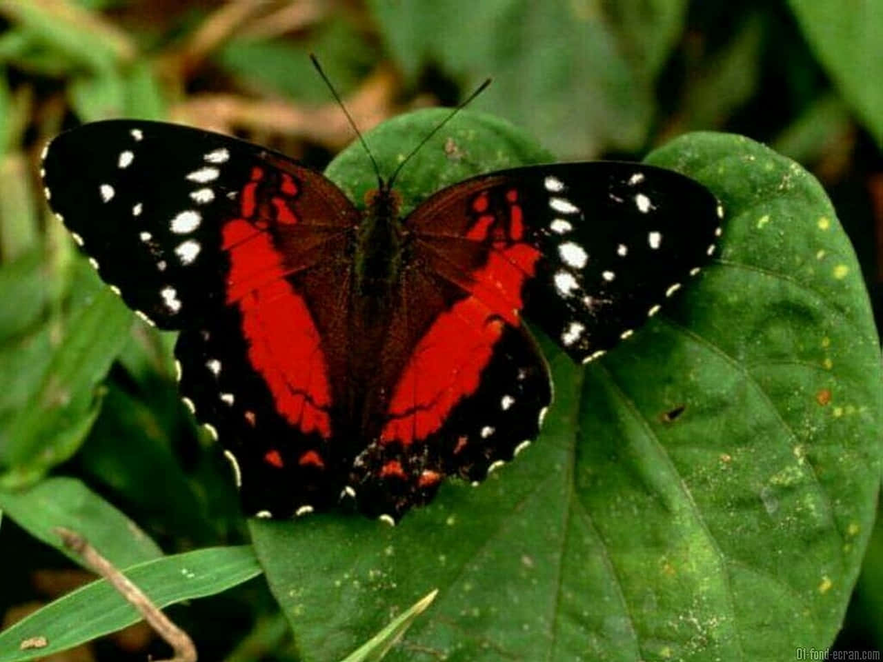 Bildroter Schmetterling Sitzt In Einem Blumenfeld. Wallpaper