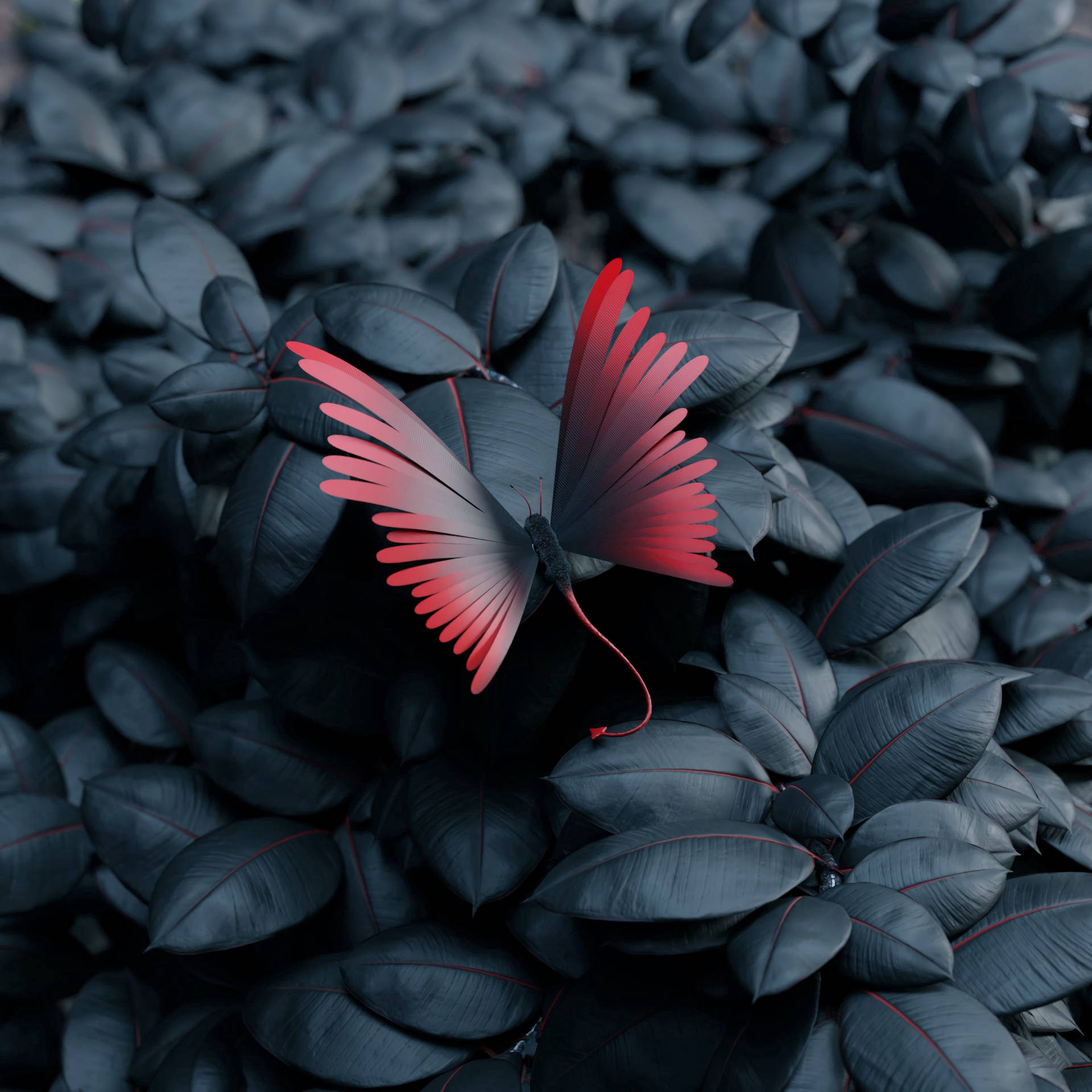 HD black red butterfly wallpapers  Peakpx