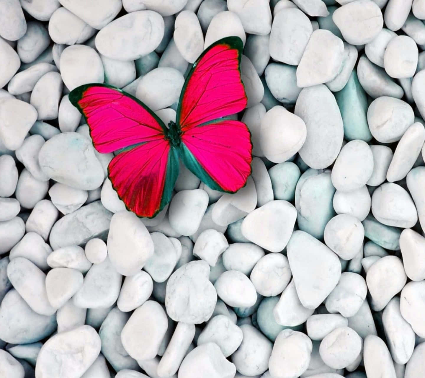 Vibrant Red Butterfly Wallpaper