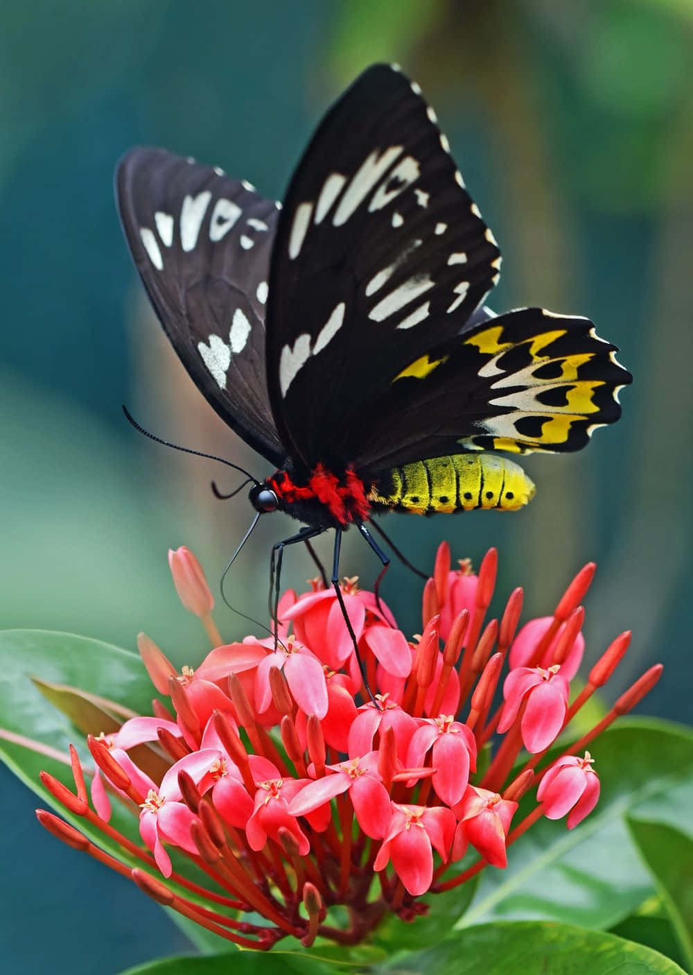 Red Flowers With Butterfly Wallpaper