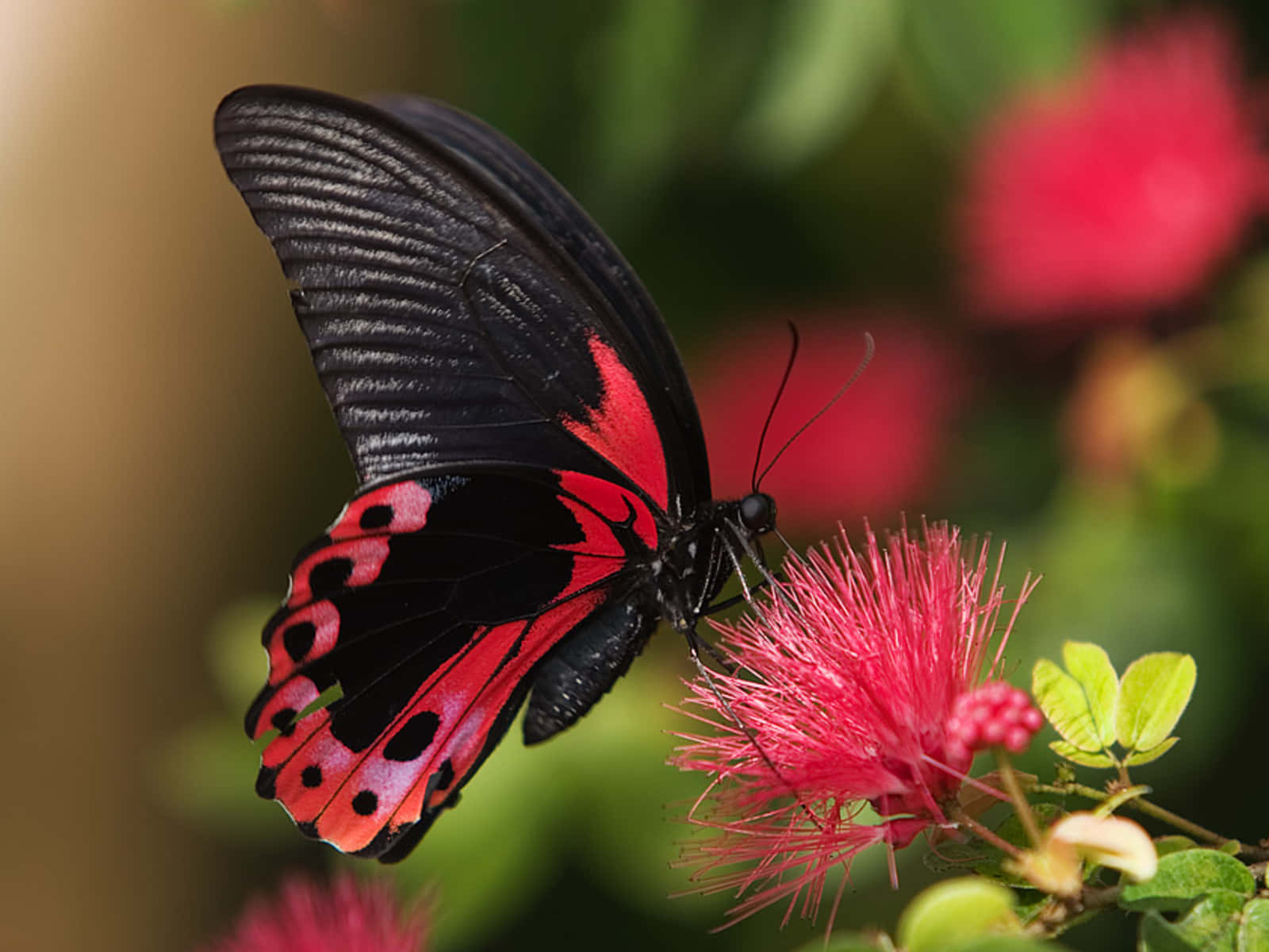 Et smukt rødt sommerfugl sidder tæt op ad en hvid baggrund. Wallpaper