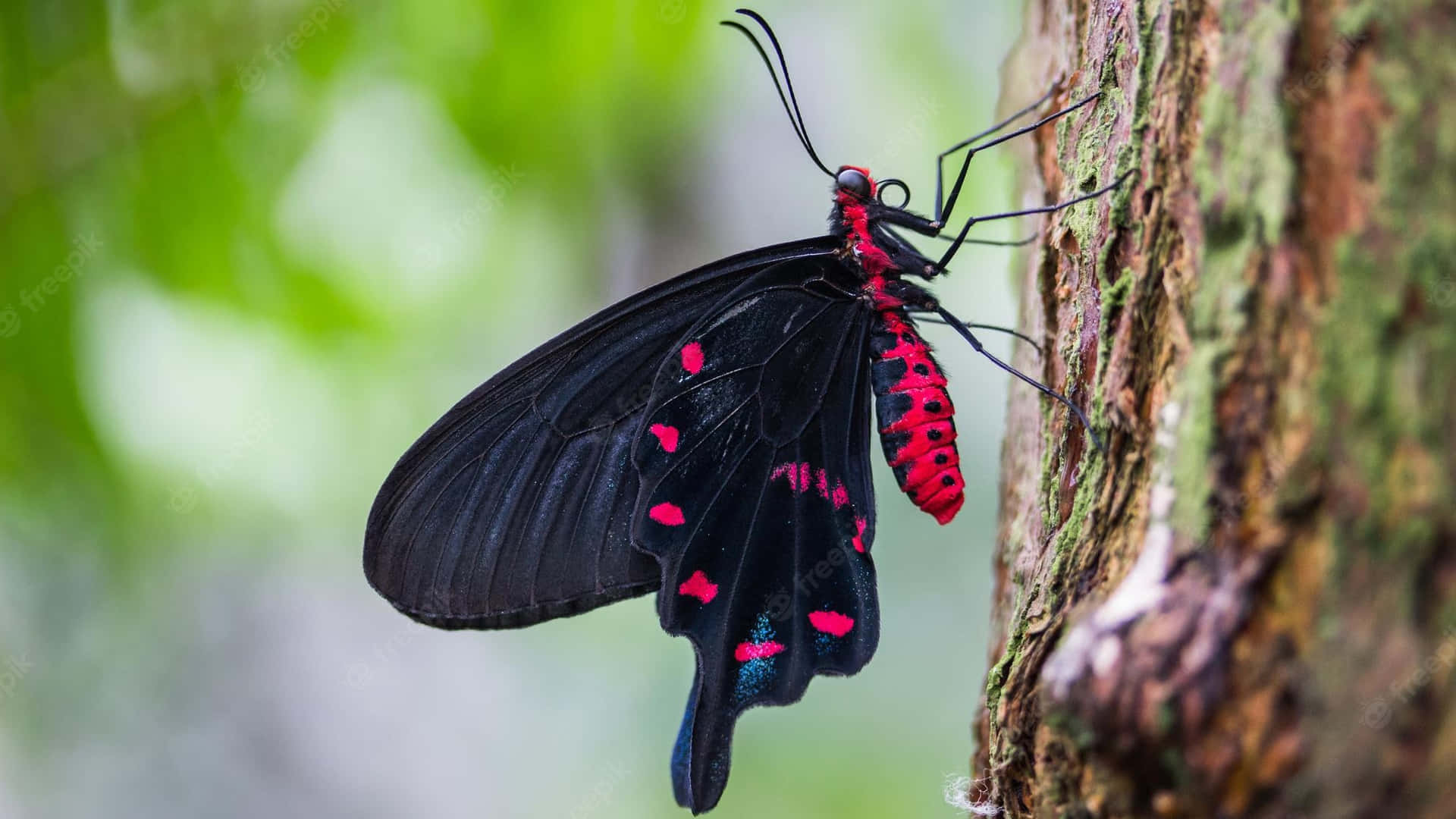 Unavibrante Mariposa Roja Brilla Contra Un Exuberante Campo Verde. Fondo de pantalla