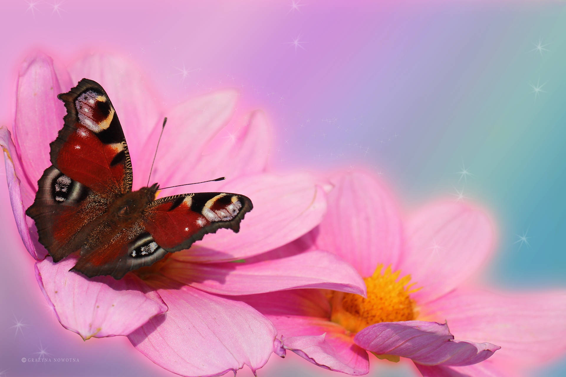 Red Butterfly On Pink Daisy Flowers Wallpaper