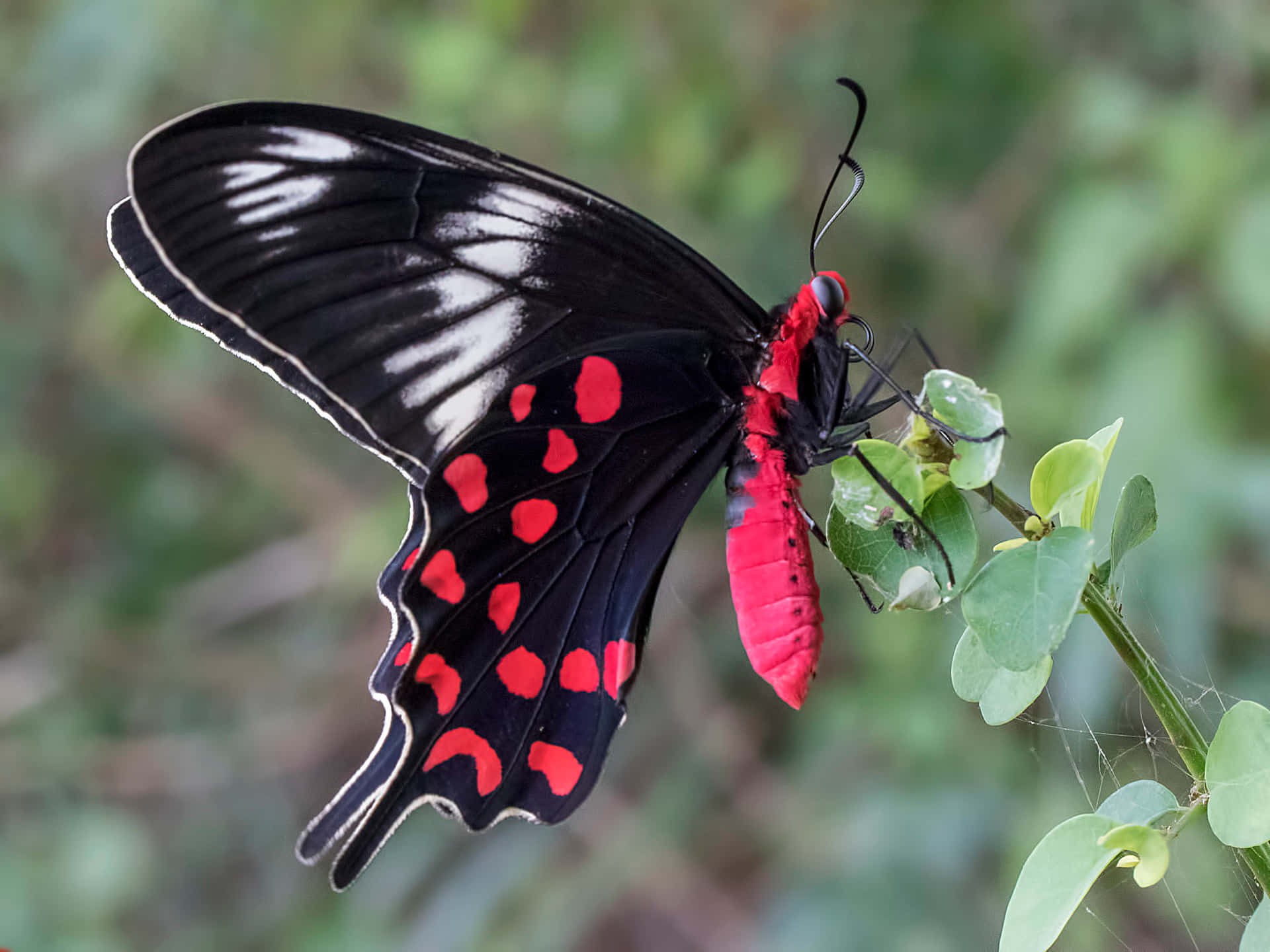 En sort og rød sommerfugl sidder på en plante. Wallpaper