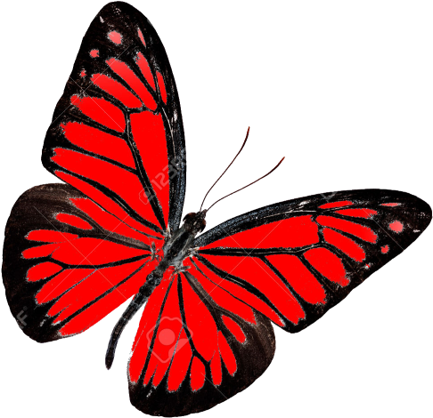 Red Butterfly Transparent Background.png PNG