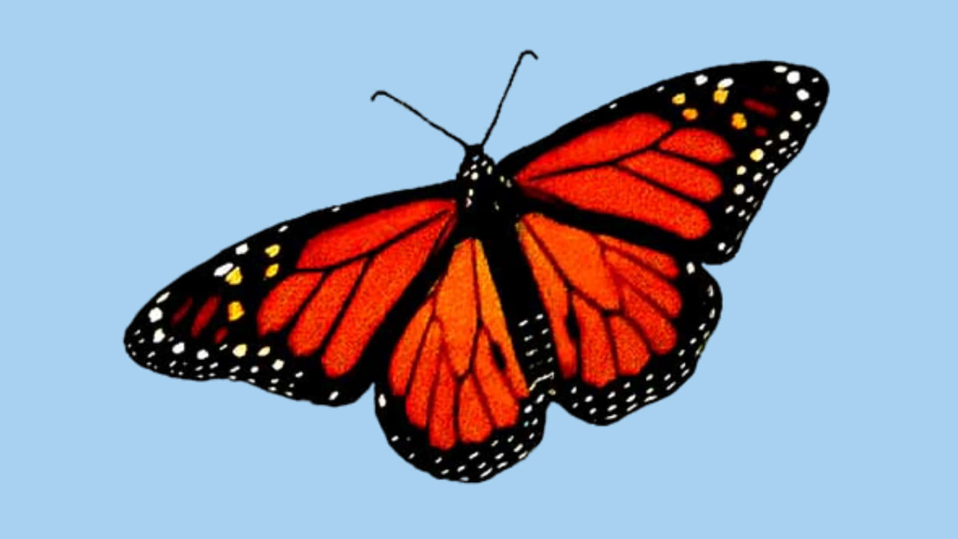 En smuk rød sommerfugl siddende og klar til at flyve. Wallpaper