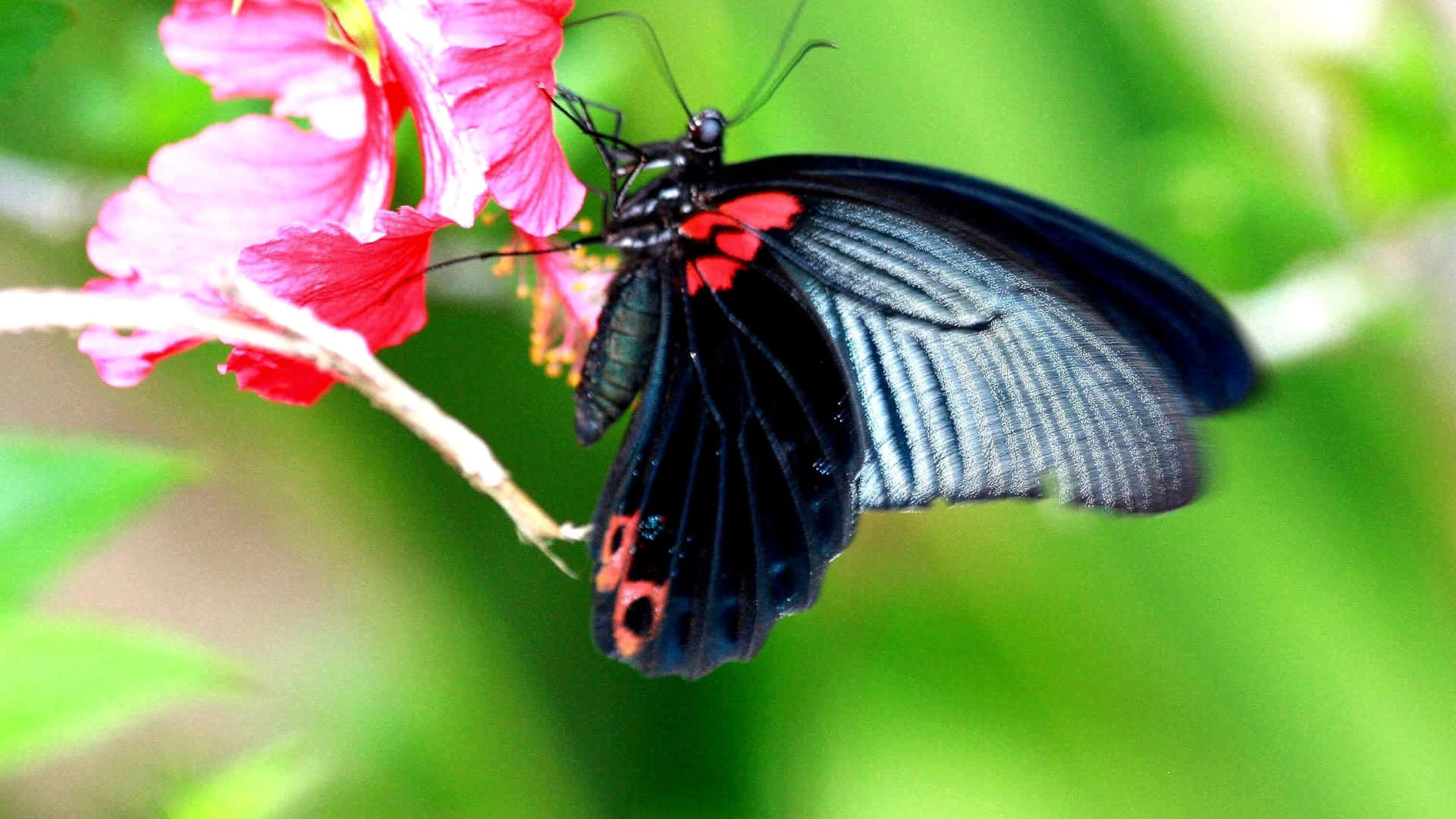En smuk og levende rød sommerfugl siddende oven på et blad Wallpaper