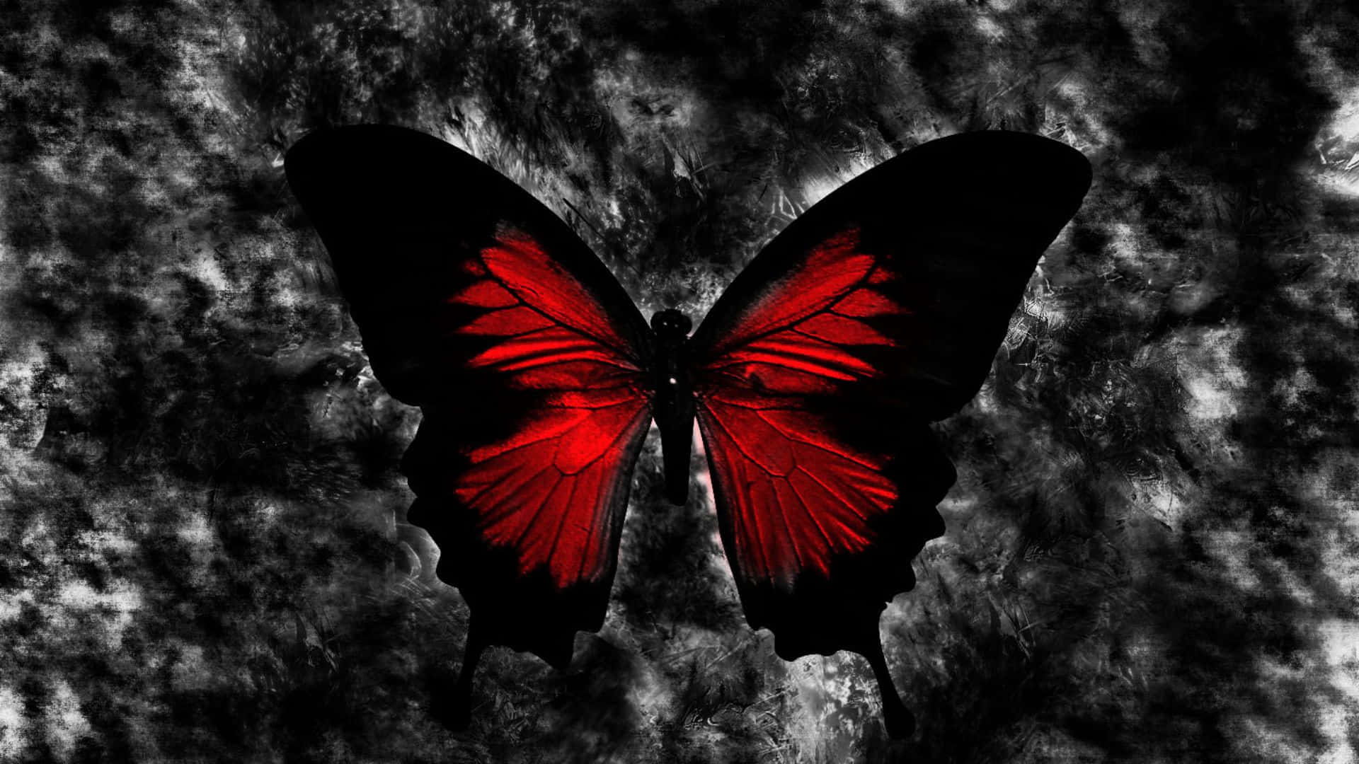 Et smukt rødt sommerfugl spreder sine vinger. Wallpaper