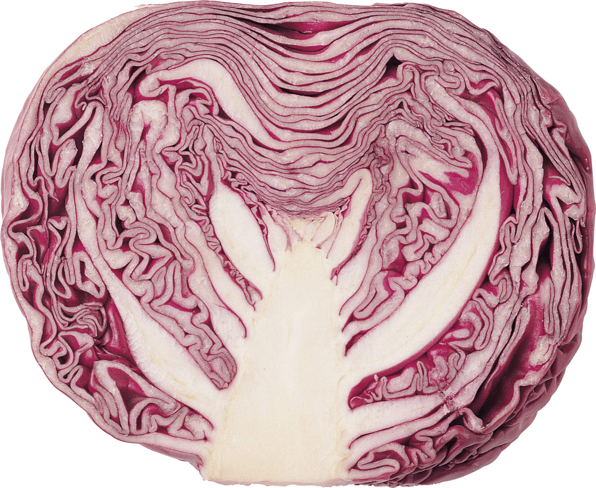 Red Cabbage Cross Section.png PNG