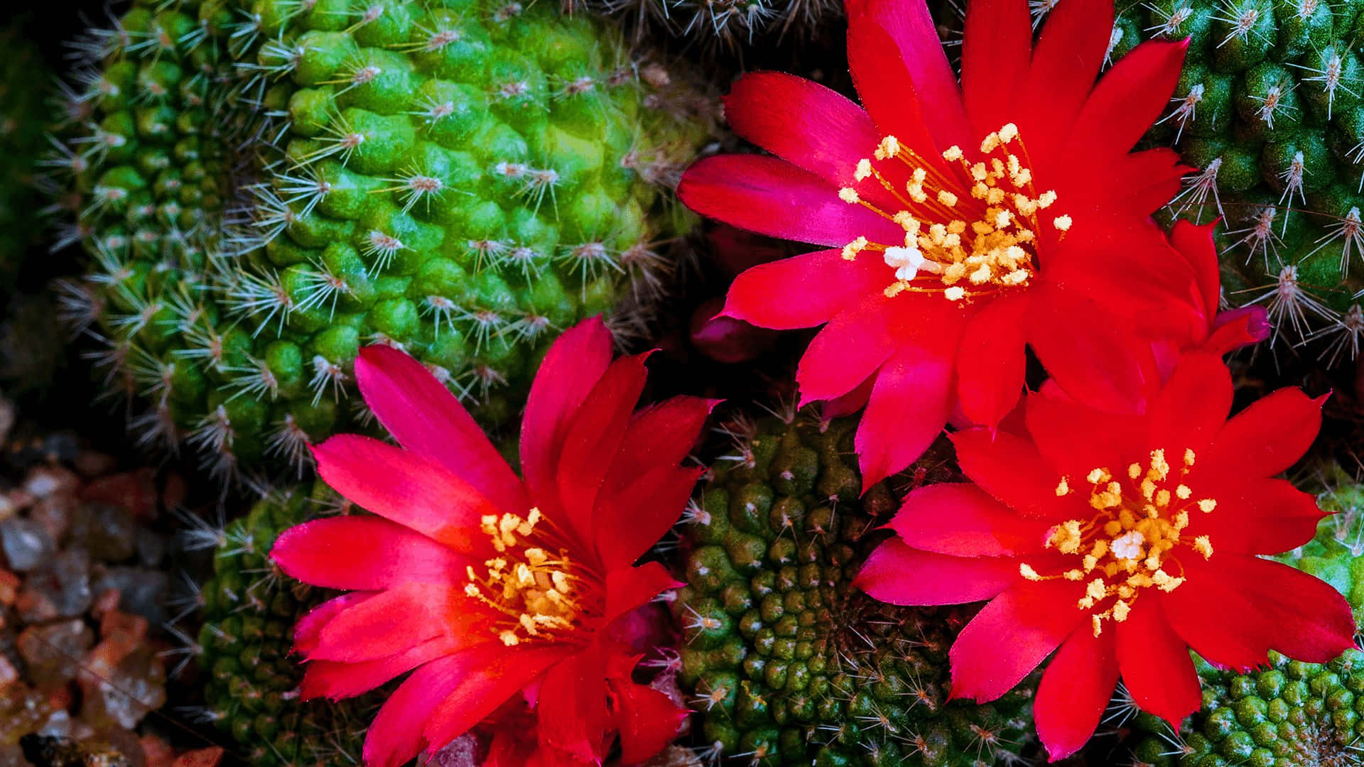 Fioredi Cactus Rosso Sfondo