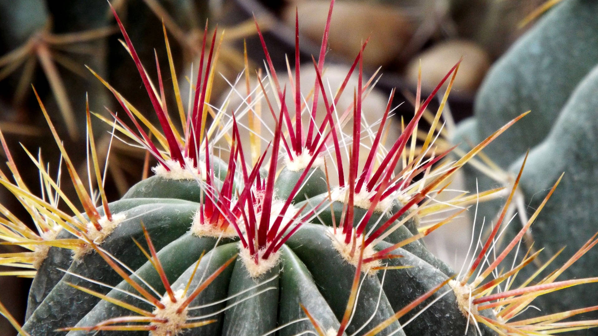 Red Cactus Flower Thorns Macro Wallpaper