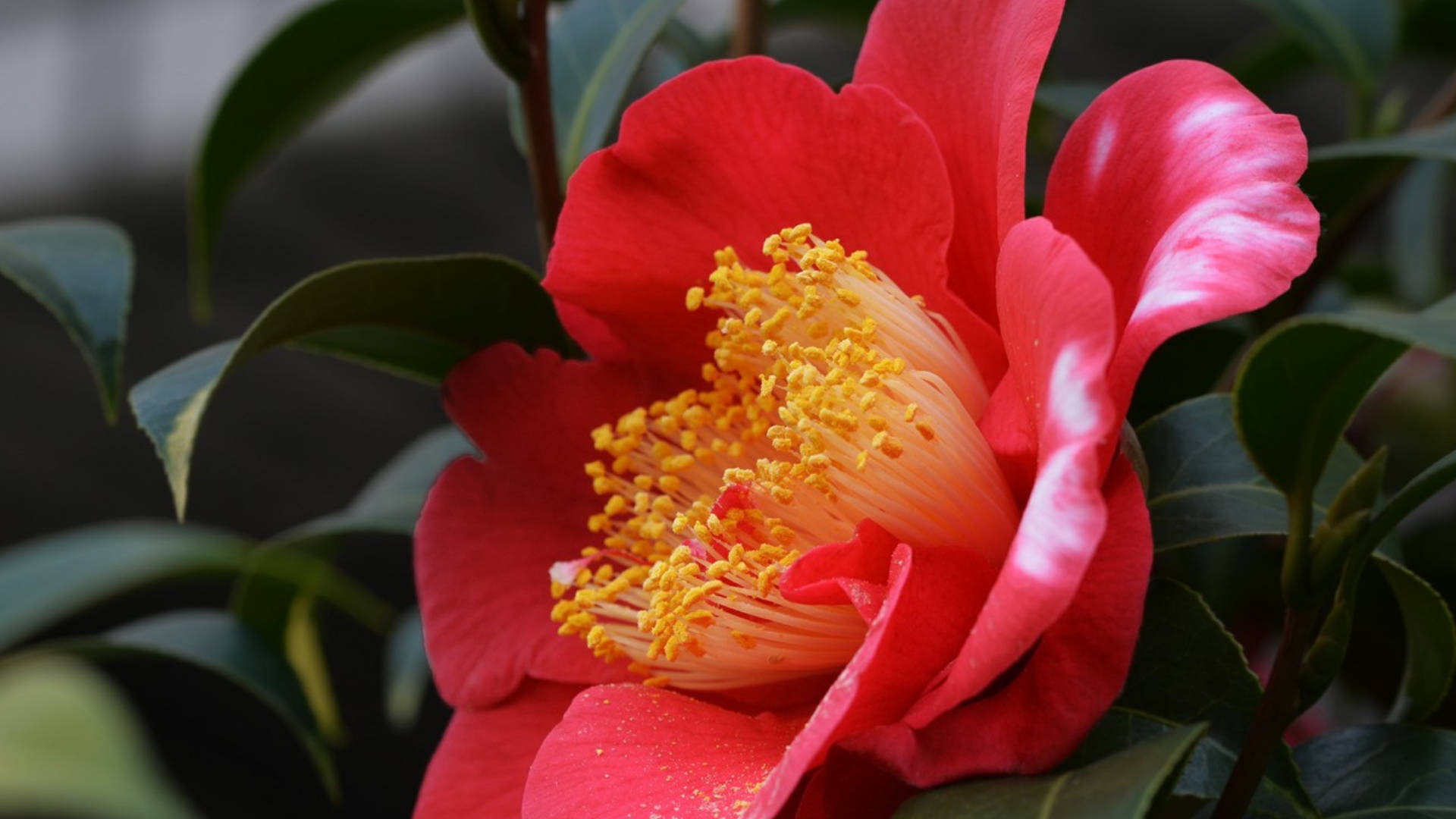 Red Camellia Sasanqua Flower Wallpaper
