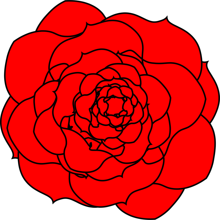 Red Camellia Vector Illustration PNG