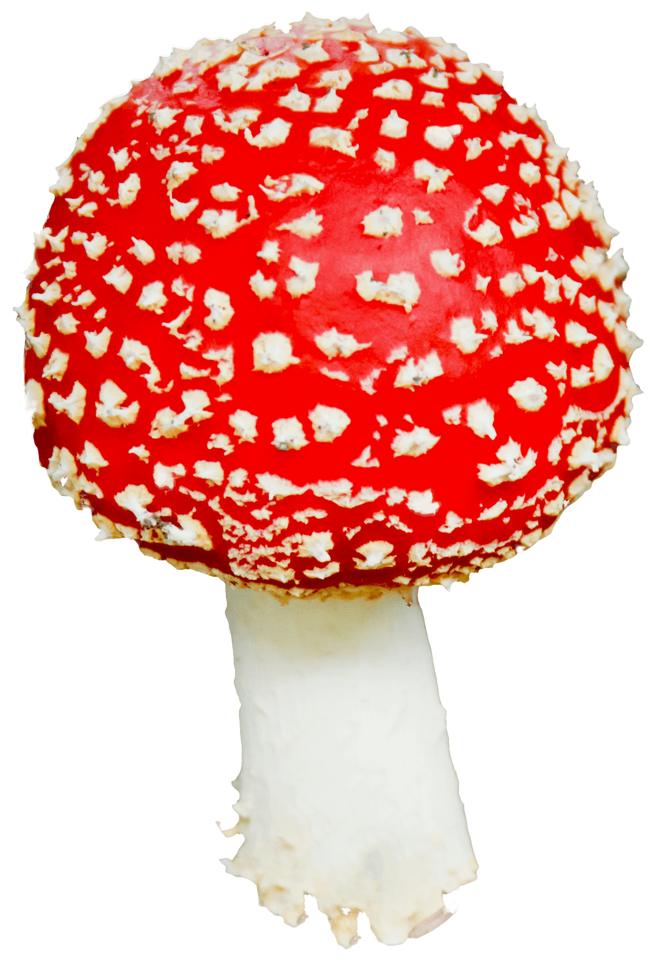 Red Capped Amanita Mushroom.png PNG