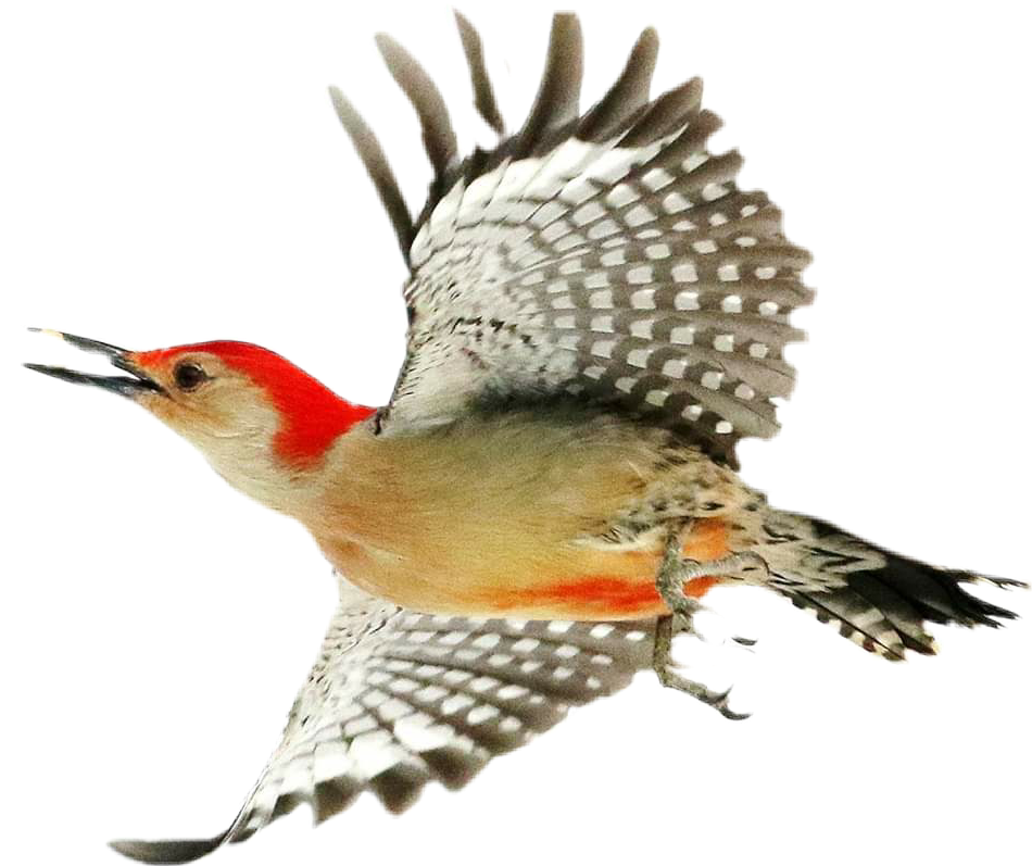 Red Capped Woodpecker In Flight.png PNG