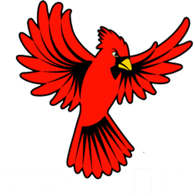 Red Cardinal Bird Illustration PNG