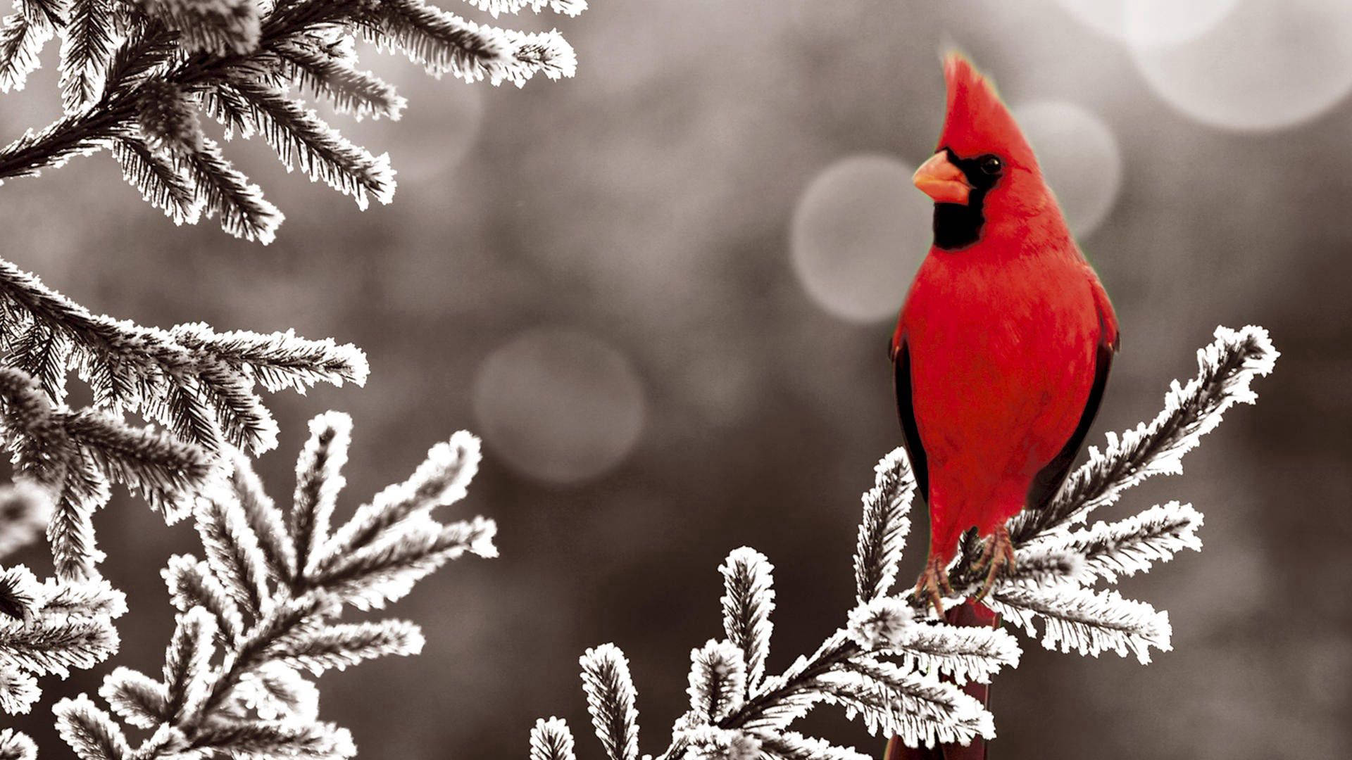 A Red Cardinal Sits On A Wooden Fence Wallpaper