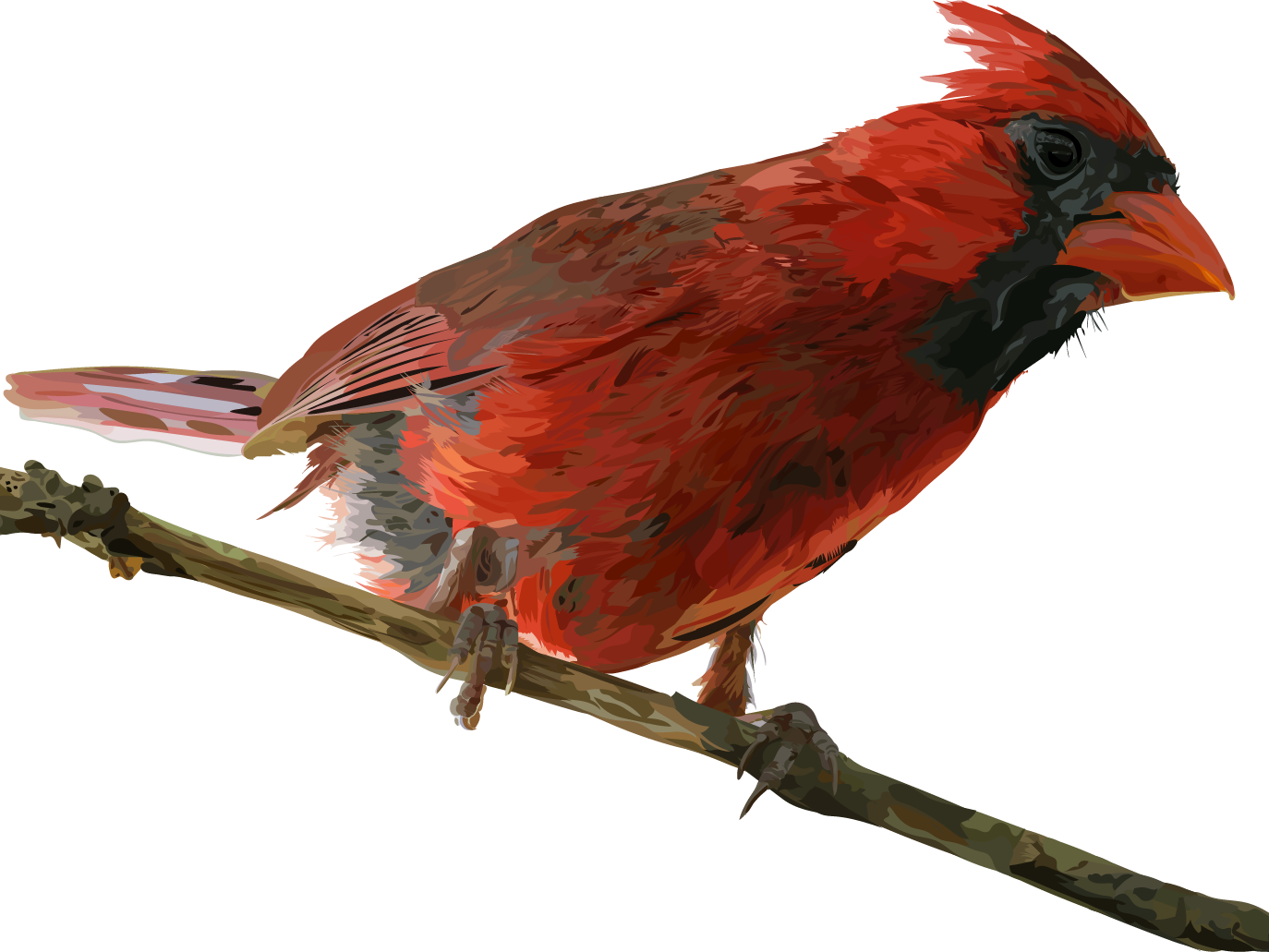 download-red-cardinal-bird-perched-wallpapers