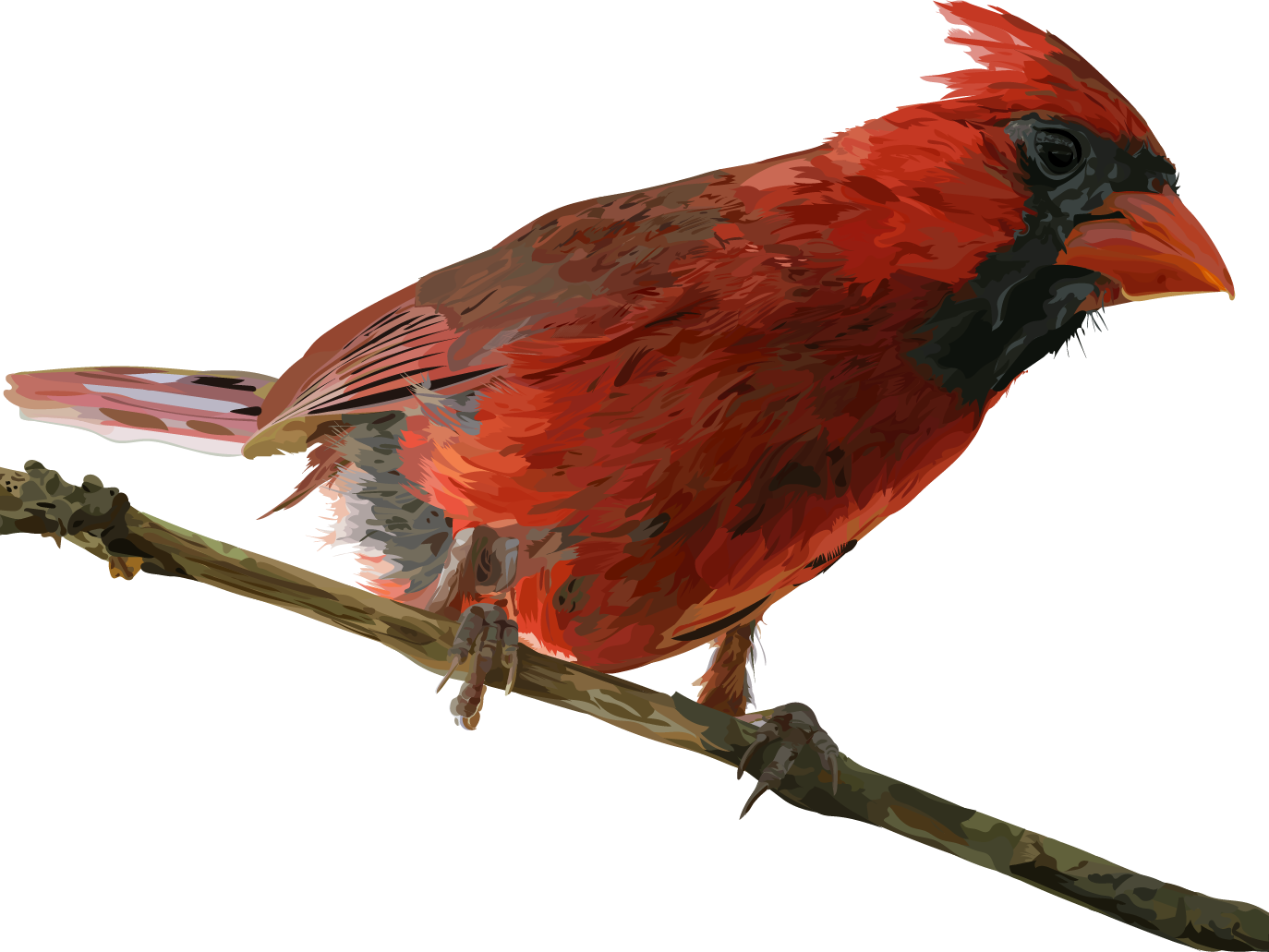 Red Cardinal Bird Perched PNG
