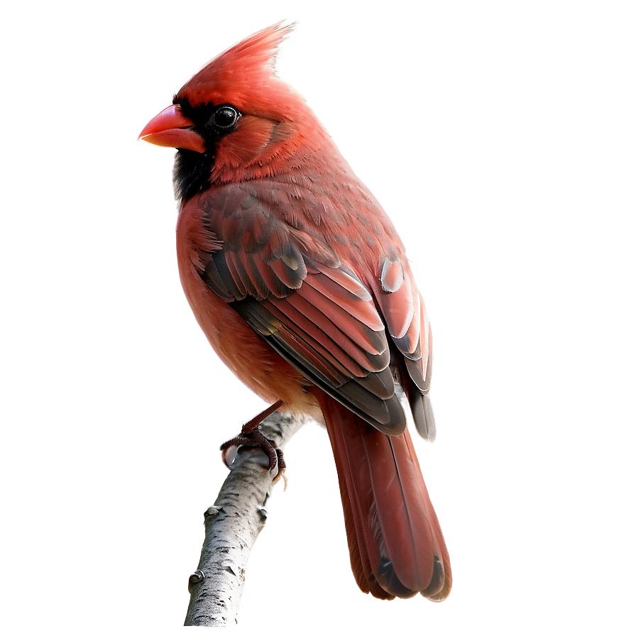 Red Cardinal Bird Png Ecj55 PNG