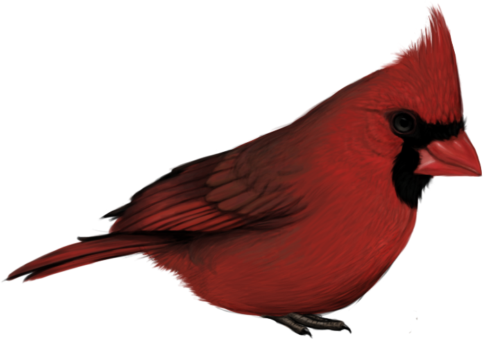 Red Cardinal Bird Profile PNG