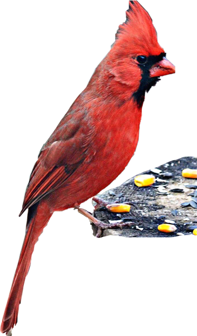 Red Cardinal On Feeder.png PNG