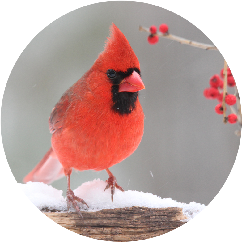 Red Cardinalin Snow PNG