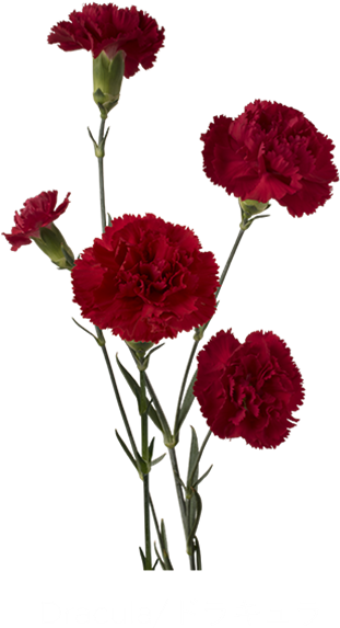 Download Red Carnation Blooms Dark Background | Wallpapers.com