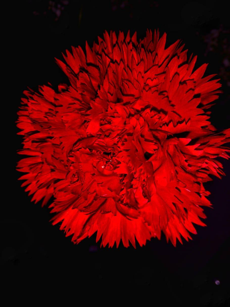 Red Carnation Dark HD Flowers Wallpaper