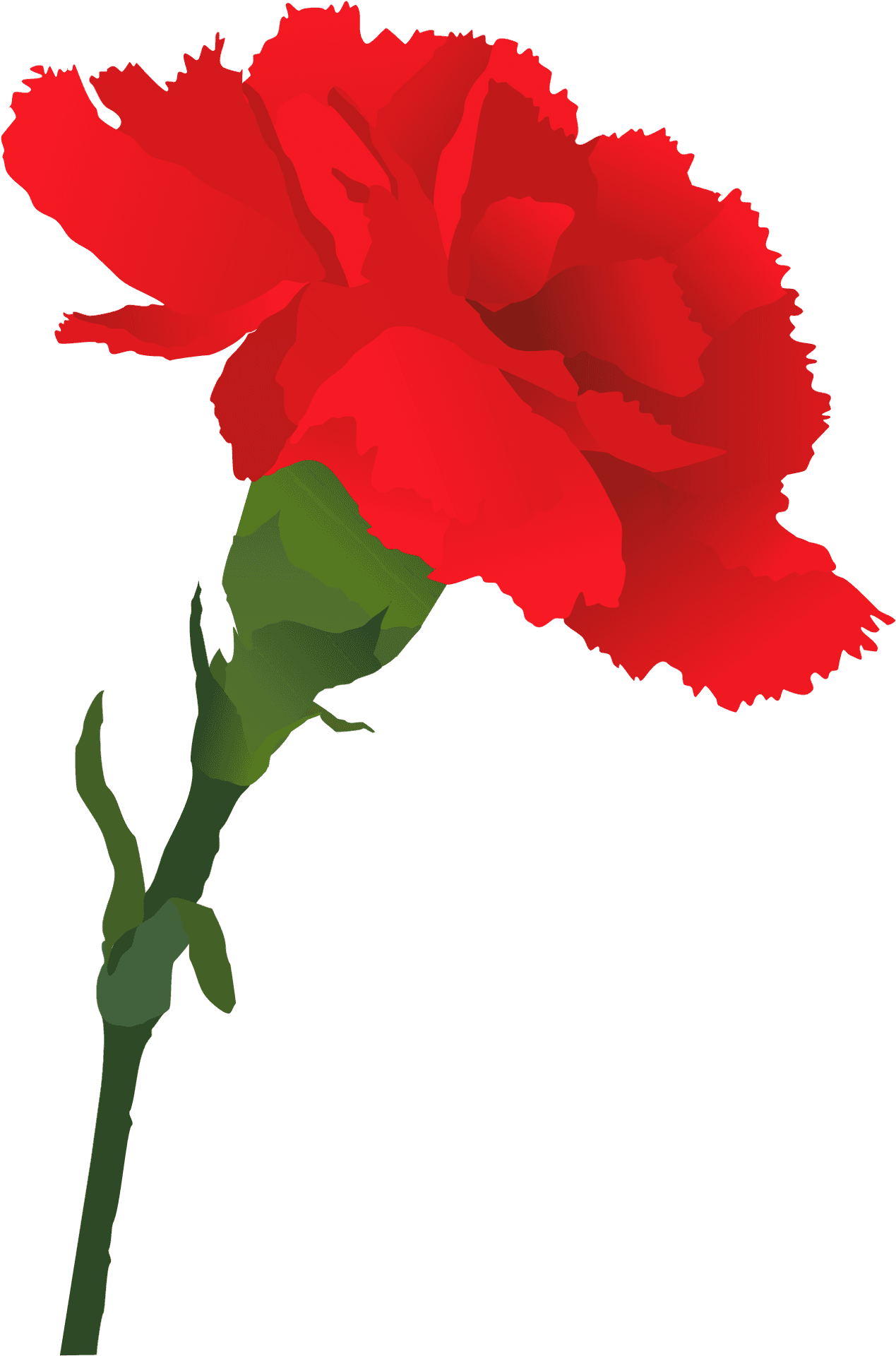 Red Carnation Vector Art PNG